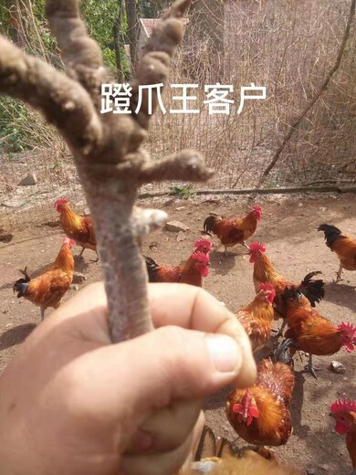 土鸡长爪子鸡长脚蹬子药达龙蹬爪王蹬爪王鸡长蹬爪药